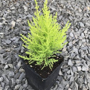 small cupressus or 4 for £10